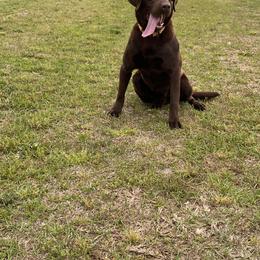 Yeti - Labrador Retriever