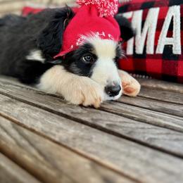 Assorted Doodle Crosses, Aussiedoodle, Australian Mountain Doodle, and Miniature Australian Shepherd Puppies from Aspen Mountain Doodles LLC