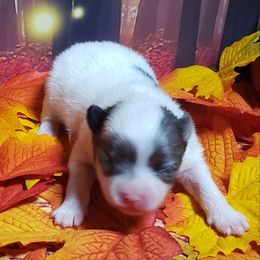 Trick - Blue merle female Pomeranian puppy in Weatherford, Texas from Jeweled Poms