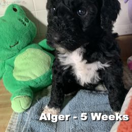 Boy 1 - Portuguese Water Dog puppy in Lakeview, Michigan from Cedar Creek Portuguese Water Dogs