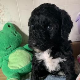 Boy 1 - Portuguese Water Dog puppy in Lakeview, Michigan from Cedar Creek Portuguese Water Dogs