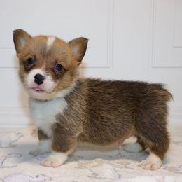 AKC Blue ID Boy - Red male Pembroke Welsh Corgi puppy in Ash Flat, Arkansas from Arkansas Corgis
