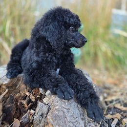 Jasper (Reserved- Jasmine) - Black female Poodle puppy in Pinedale, Wyoming from S.R.S. Poodles