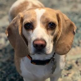 Beagles from Beautiful Utah Beagles