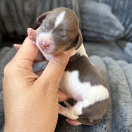Smores - Piebald male Dachshund puppy in Menifee, California from TeenieWeenieDoxies