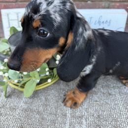 Milo - Dapple male Dachshund puppy in Keota, Oklahoma from Skyview Doxie Ranch