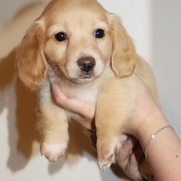 Honey-AKC - Cream female Dachshund puppy in Linden, Texas from Piney Woods Miniature Dachshunds LLC