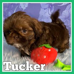 Shih Tzu Puppies from North State Shih tzus