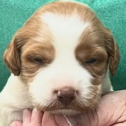 Sadie girl 3 - Orange and white female Brittany puppy in Floyd Knobs, Indiana from Cross Creek Brittanys