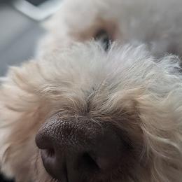 Archie - Australian Labradoodle