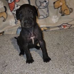Emma - Black female Great Dane puppy in Walker, Louisiana from La Rebel Danes