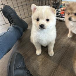 Snowball - Silver and white male Pomsky puppy in Harpers Ferry, West Virginia from Brandie Kelley