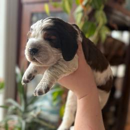 Jessie James - Black white and tan male English Springer Spaniel puppy in Greenfield Center, New York from Ridgeview Springers & Dachshunds