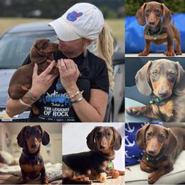 Dachshund Puppies from Valhallah Farms