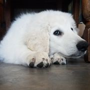 Kuvasz Puppies from Nila Kuvasz