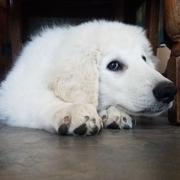 Kuvasz Puppies from Nila Kuvasz