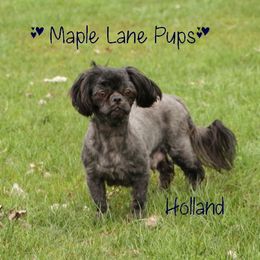 Holland - Shih Tzu