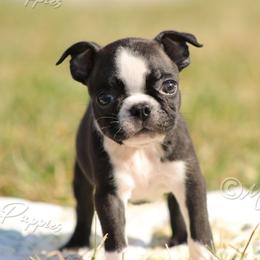 AKC 'Abby' - Black and white female Boston Terrier puppy in Lamar, Missouri from Marti Acres ~ Boston Terrier & Beagles