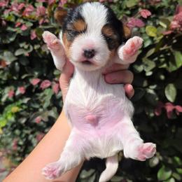 Parti Boy - Parti male Yorkshire Terrier puppy in Lakeland, Florida from You Me & The Yorkies