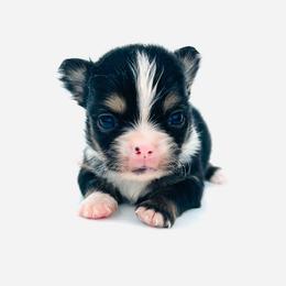 Eeyore - Black and tan male Chihuahua puppy in Hobgood, North Carolina from Four Kids’ Farms, LLC