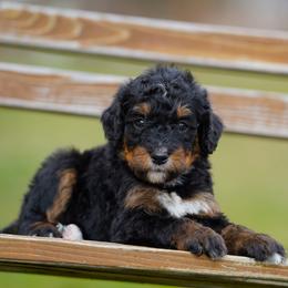 Bailey - Phantom female Bernedoodle puppy in Spokane, Washington from Lilac City Doodles