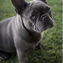 Baby - Blue female French Bulldog puppy in Riverside, California from Poodles and Frenchies