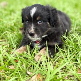 Maverick ASDR - Black tri male Miniature Australian Shepherd puppy in Polk City, Florida from Skaky Shepherds