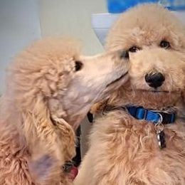 Chihuahuas and Goldendoodles from Carrie’s Babes From Da Bayou