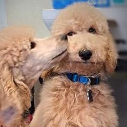 Chihuahuas and Goldendoodles from Carrie’s Babes From Da Bayou