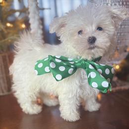 Teddy - White male Maltipoo puppy in Wendell, North Carolina from Teddys Teddy Bears