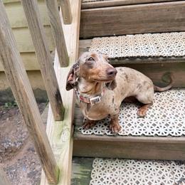 Bella - Dachshund