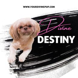 Destiny  - Shih Tzu