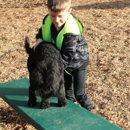 Poodle Puppies from Simply Standard Poodles