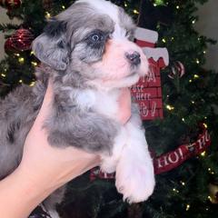 Scout - male Golden Mountain Doodle puppy in Palestine, Texas from KK's Doodle Bunch