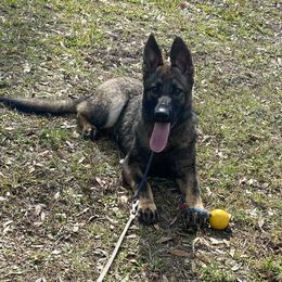 Burgundy collar - Sable German Shepherd puppy in Punta Gorda, Florida from Blitzenhaus Working Dogs