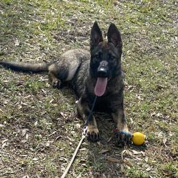 Burgundy collar - Sable German Shepherd puppy in Punta Gorda, Florida from Blitzenhaus Working Dogs