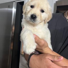 Golden Retriever Puppies from Wise Goldens
