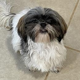 Negan - Shih Tzu
