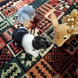 Boardman Valley Maggie - White and black female Russell Terrier puppy in Traverse City, Michigan from Boardman valley kennels