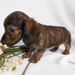 Marino (dark brindle) blue eyes - Brindle male Dachshund puppy in Sebring, Florida from Mini Weenies