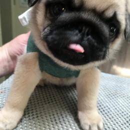 Pug Puppies from Pickwick Pugs