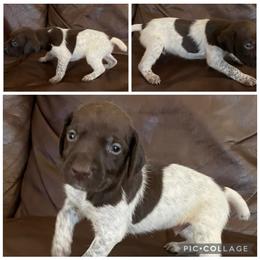 Boy 5 - Liver roan male German Shorthaired Pointer puppy in Cleveland, Georgia from C&M Kennel