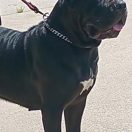 Boerboels from D&B Boerboels