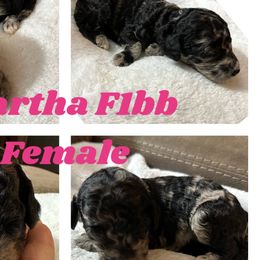 Martha - Merle Goldendoodle puppy in Missouri from B&C Goldendoodles