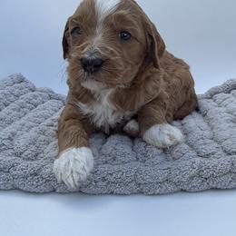 Diamond - Red  female Goldendoodle puppy in Clinton, Utah from Golden Law Kennels