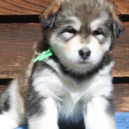 Miss Blue - Gray and white female Alaskan Malamute puppy in Incline Village, Nevada from Snowlion Alaskan Malamutes