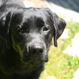 Labrador Retriever All Grown Up from Cribstone Labradors