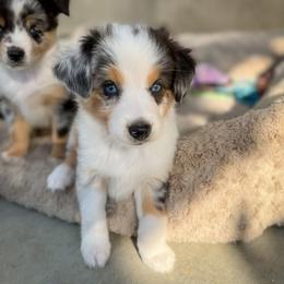 Miniature Australian Shepherd All Grown Up from Furrever.Mini.Aussies.llc