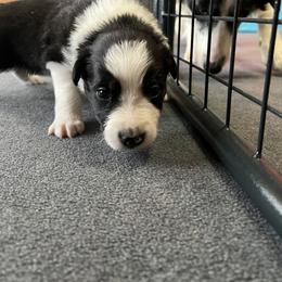 Border Collie Puppies from Roaring River Border Collies