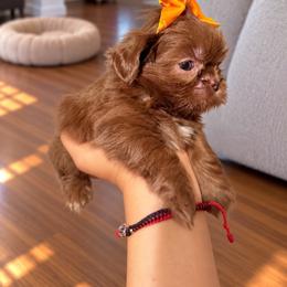 Girl 2 - Chocolate female Shih Tzu puppy in Downey, California from Cali shih tzu